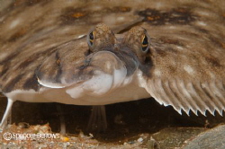 Flatfish by Spencer Burrows 